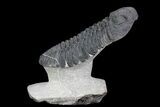 Drotops Trilobite - Top Quality Specimen! #76209-1